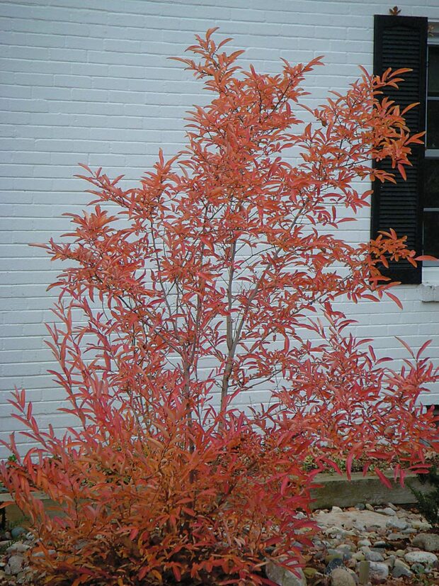 Choice shrub: Chinese spicebush (Lindera angustifolia)