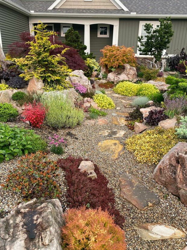 Chipped stone mulch helps keep the plant crowns dry.