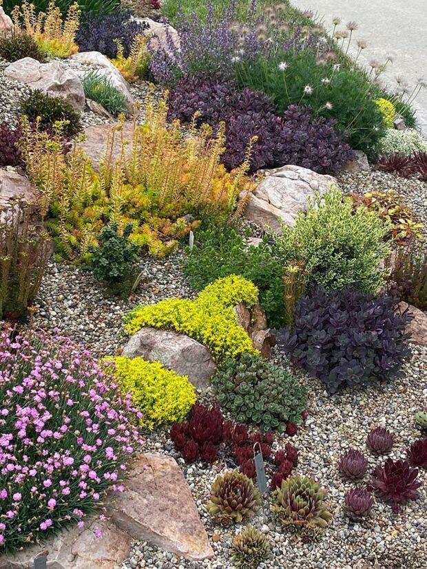 Chris hybridizes sedums and sempervivums (hens and chicks). In his home garden he tests many of the plants he has developed.