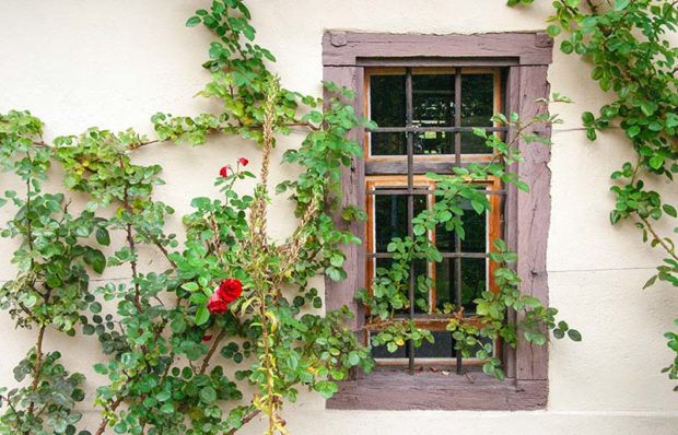 climbing roses