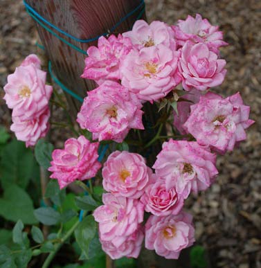 Climbing miniature rose Jeanne Lajoie