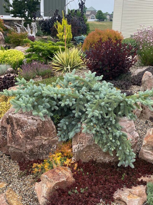 Colorful conifers complement the perennials and succulents, plus they add interest during long, western Michigan winters.