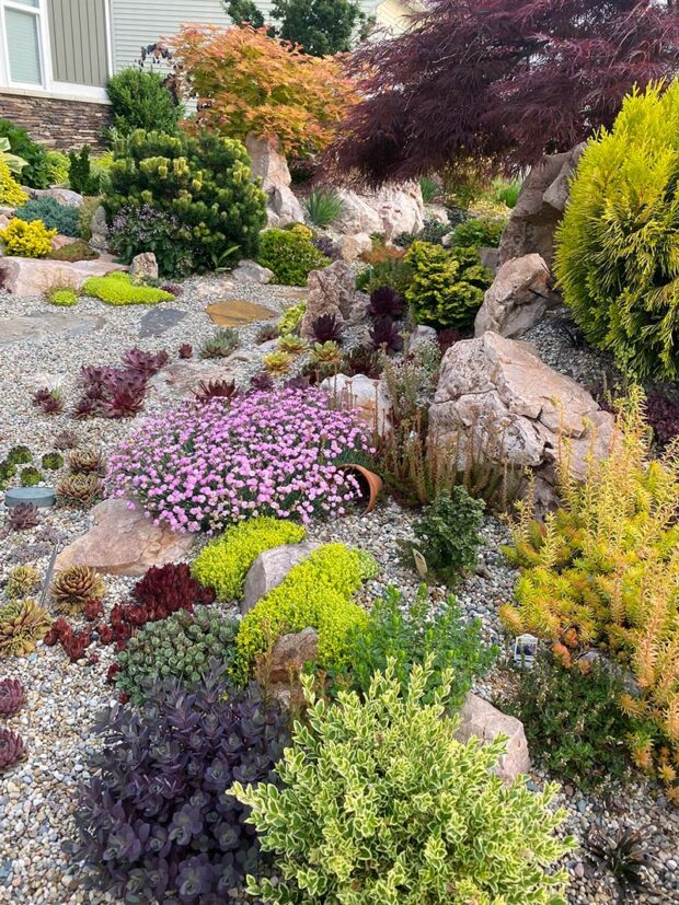 A lot of color going on in this photo, and only one plant is in flower!