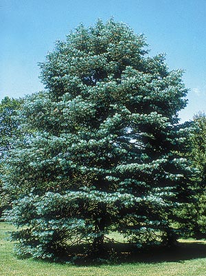 Australian Pine Pick - Rustic Roots