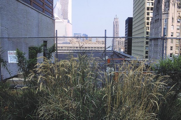 The conventional asphalt roof on Cook County Building is now in stark contrast to Chicago City Hall, its mirror image twin next door. Temperature, humidity and stormwater runoff figures collected from building pairs like this provide the proof that green roofs can make a big improvement in air quality.
