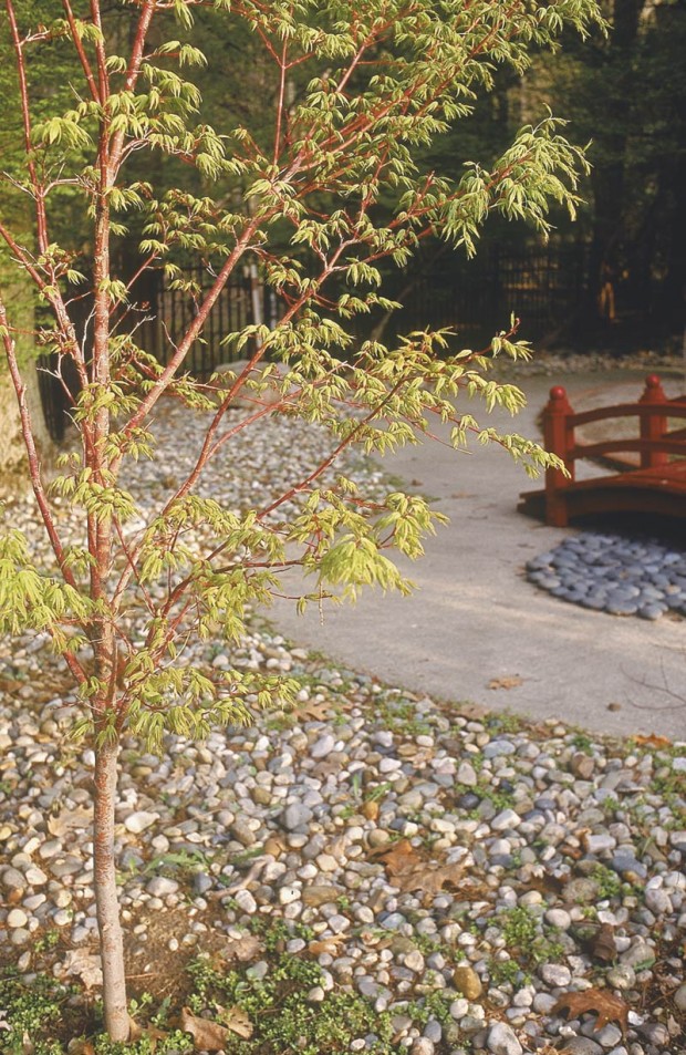 Good garden centers don’t have to carry everything. In fact, I prefer it when they stick to doing a superb job with plants. The coral bark maple (Acer palmatum ‘Sango Kaku’) that reflects the bridge color came from a local Michigan nursery.