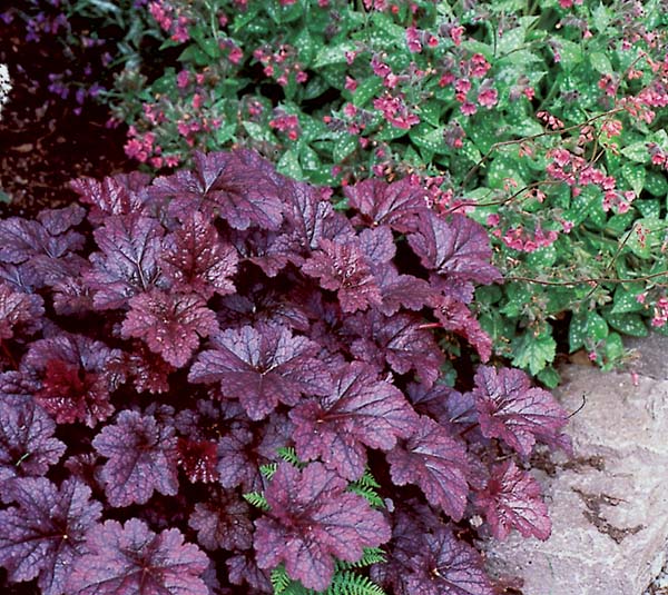 Coral bells (foreground) and lungwort (background) are both effective plants for shade gardens. 