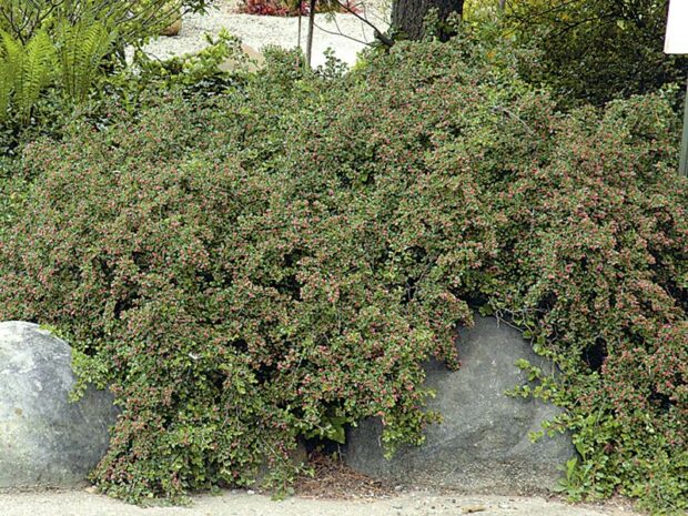 Creeping cotoneaster (Cotoneaster adpressus)