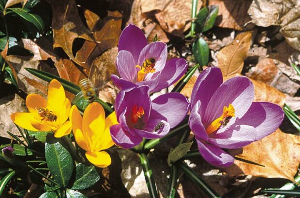 Do the first crocuses call the bees? Do the first bees tease the earliest flowers into opening? No, they've simply both tuned their springtime wake-up alarms to the same degree day.