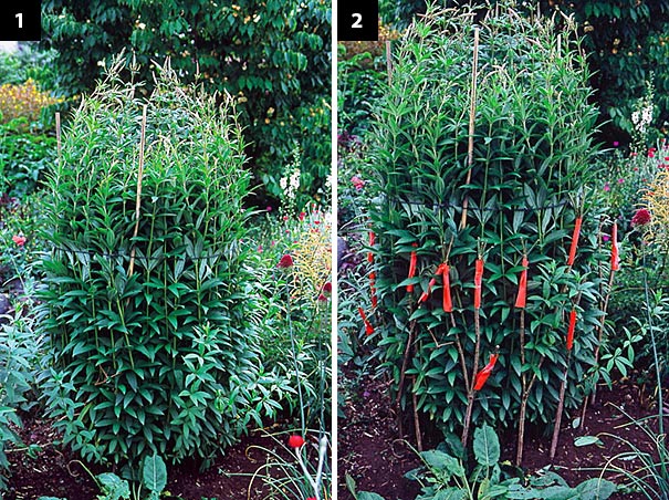 Left: This culver’s root (Veronicastrum virginicum) was beginning to topple. Although it looks ridiculous in its string girdle, it’s only a temporary measure – a way to make the plant “suck it in” while crutches are placed. Right: While it’s tied up I can set crutches around the base of the plant. They’re sleeved with orange so you can see them better.