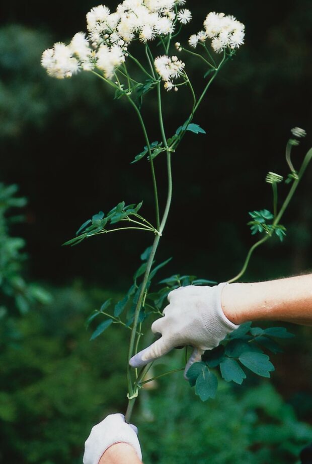 Where to cut back old flowering stalks on meadow rue (Thalictrum aquilegiifolium).