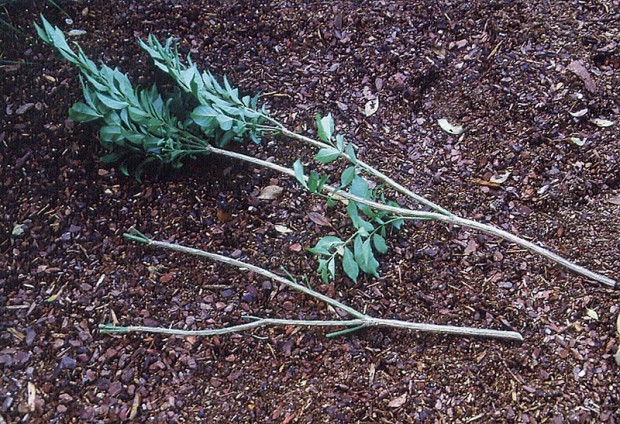 You can obtain crutches by cutting branches from many common landscape plants, including burning bush, crabapple and spruce. All foliage is removed and soft twigs clipped off to turn this 36-inch piece of burning bush into a crutch.