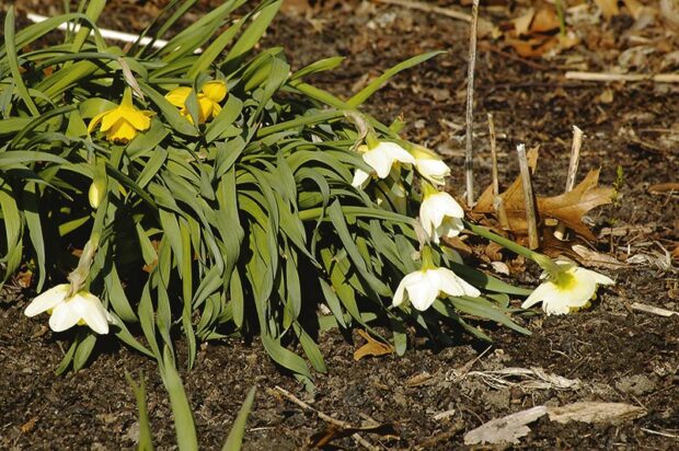 These daffodils flopped when temperatures dropped suddenly one April day from the 70s to the teens. Within days, they were standing tall and blooming cheerily again. If, however, your bulbs flop even in good weather, the advice below is what you need.