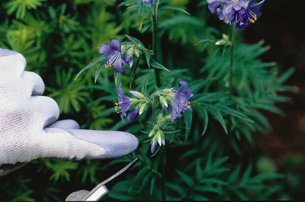 Jacob's ladder flower buds that remain after deadheading the spent blossoms.