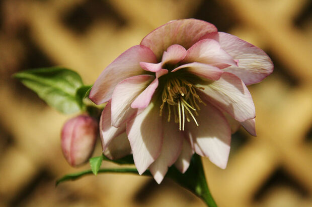 Forget the hosta buffet and look to deer-resistant plants like early-flowering hellebores (above) and the many varieties of epimediums.