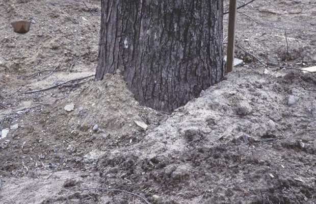 Discuss all grade changes before the fact. Excess soil piled in the root zone and against the trunk are almost certain death to a tree.The tree also suffers crushed and broken roots from the equipment which spread that soil.