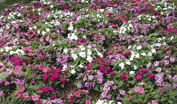 These Divine New Guinea impatiens are seed-grown, which makes them one of the more cost-effective replacements for regular impatiens. (photo: Ball Horticultural Company )