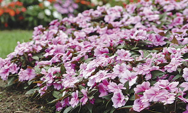 Divine series New Guinea impatiens (photo: Ball Horticultural Company)
