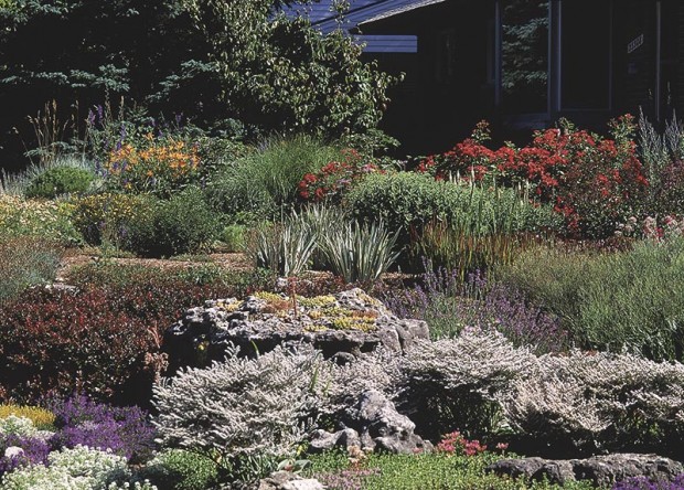 For the best garden, avoid the word “tolerate” as you select plants. Use what will thrive on a site, not just survive. Barberry, German statice, lavender, dianthus and iris can all thrive in the dry soil.