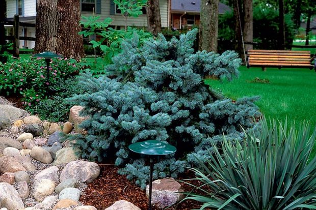 dwarf-blue-spruce-picea-pungens-kosteri