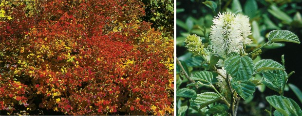 Dwarf fothergilla in fall and in bloom.