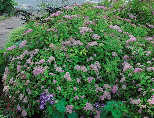 Choice shrub: Dwarf spirea (Spiraea x bumalda)