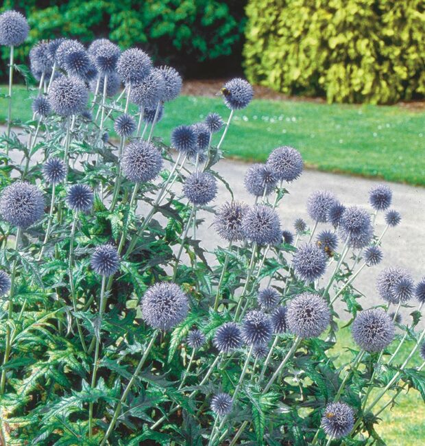 Both the flowers and foliage of globe thistle make a strong impact in the perennial border. (photo credit: White Flower Farm)