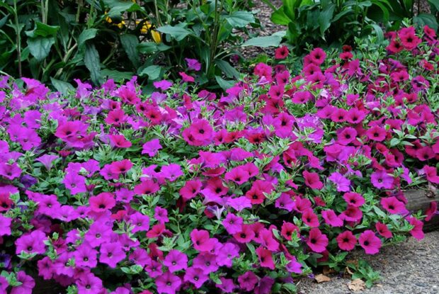 Edge a garden border with a burst of petunia color. (photo credit: Eric Hofley / Michigan Gardener)