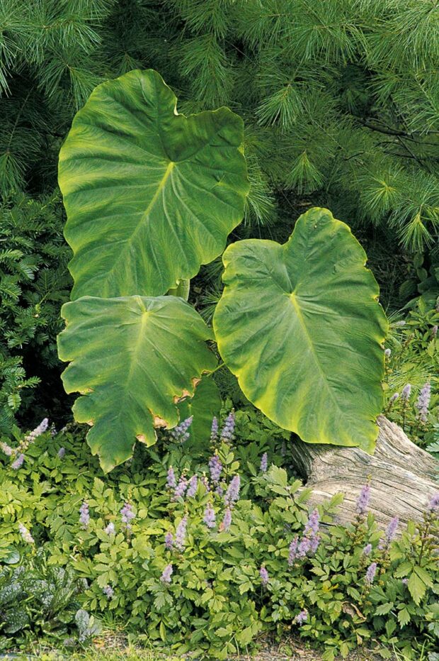 Elephant ears (Colocasia) don't grow well and may be stunted all summer if planted into cool soil. Delay outdoor planting of those that love warmth (caladium, dahlia, elephant ear, etc.) until the ground reaches 60 degrees, in June.