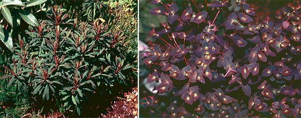 Left: Cushion Spurge (Euphorbia polychroma),Right: Purple wood spurge (Euphorbia amygdaloides ‘Purpurea’)