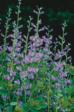Lovers of old gardens can grow the species that can’t be rushed. False indigo (Baptisia australis) is one long-lived perennial that has to be planted, given room, and nearly forgotten before it “takes,” surprising us one May with a spectacular show.