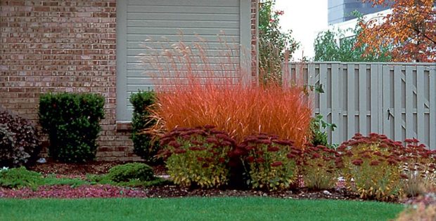 flame-grass-miscanthus-sinensis-purpurescens-autumn-joy-sedum-carpet-juniper-hicks-yew