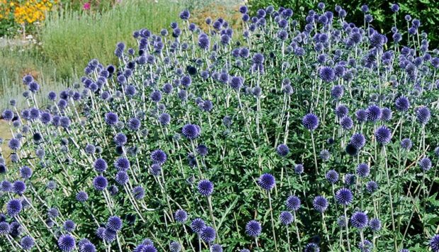The flowers on 'Veitch's Blue' are a deeper blue color. (photo credit: Eric Hofley / Michigan Gardener)