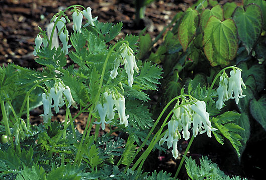 Fern-leaf-Bleeding-Heart-Dicentra-eximia-Snowdrift