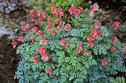 Plant Focus: Fern-leaf Bleeding Heart - Gardener