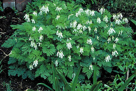 Fern-leaf-Bleeding-Heart-Dicentra-Snowdrift