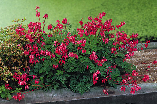 Fern-leaf-Bleeding-Heart-Dicentra-Luxuriant