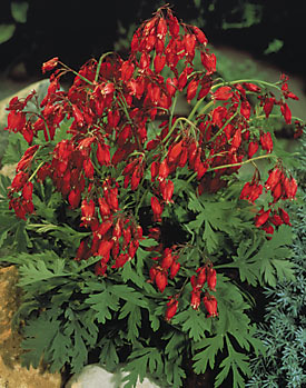 Fern-leaf-Bleeding-Heart-Dicentra-Bacchanal