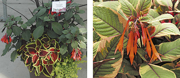 Left: The smoky leaves of the fuchsia ‘Gartenmeister’ take center stage in this container planting that also contains phormium ‘Black Adder,’ coleus ‘Fireball,’ and golden creeping Jenny. (photo: George Papadelis) Right: ‘Firecracker’ (photo: Skagit Gardens)