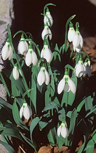 galanthus-elwesii