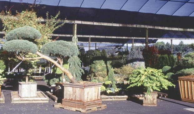 Variety is a big factor in garden center rating. No one business can stock every plant but if it’s good it will carry both the tried and true, such as pines and junipers for foundation planting, and the new and exciting, such as this sculpted Scots pine and Chinese juniper trained as a small tree being readied for shipping at a wholesaler.