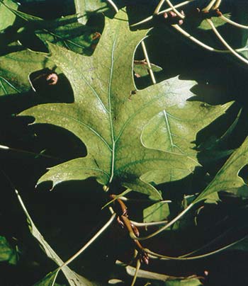 Another way to gauge stress and recovery is leaf size and color. If leaves are smaller than normal or discolored, the plant is stressed.This oak leaf is chlorotic—the plant equivalent of anemia. Chlorosis is as often an indication of root damage as it is mineral deficiency. So pamper this oak with aeration, steady watering and special fertilizer until the leaves tell you it is recovered.