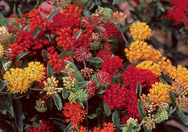 Image of Butterfly bush and Lavatera companion plants