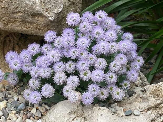 Globe daisy (Globularia) is an uncommon little alpine plant, with soft lavender-blue flowers. It enjoys full sun and dry, very well-drained soil.