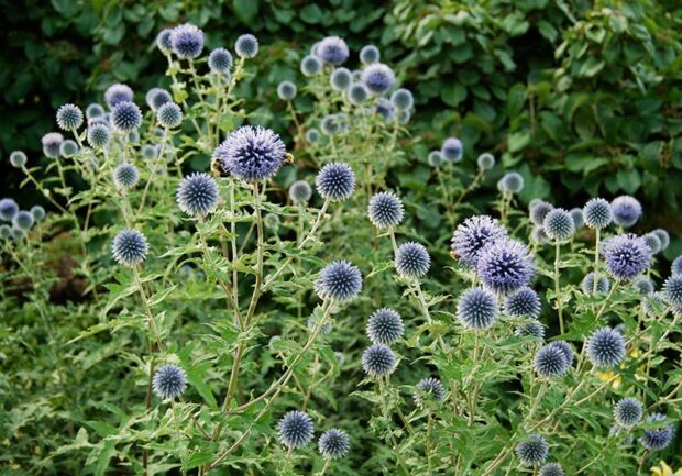 Both the flowers and foliage of globe thistle make a strong impact in the perennial border. (photo credit: Eric Hofley / Michigan Gardener)
