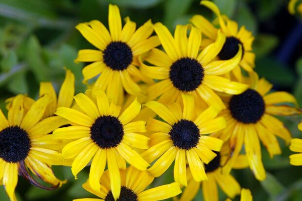 Golden-yellow flowers feature arching rays.