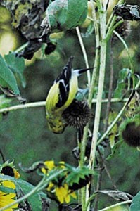 goldfinch-on-a-sunflower