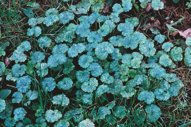 Ground ivy is shallow-rooted and roots at each joint whenever it touches the soil, making it difficult to pull by hand.