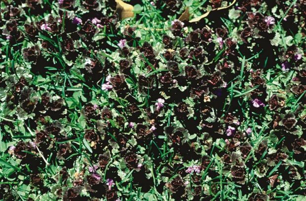 Ground ivy's bluish-purple flowers appear from April through June.