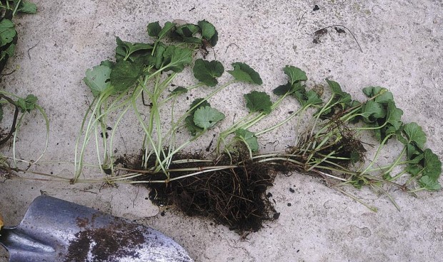Ground ivy (Glechoma hederacea) is a tough perennial weed, rooting wherever it touches soil and ducking so nimbly in and out of lawn and groundcover that the whole area usually has to be killed and started over.
